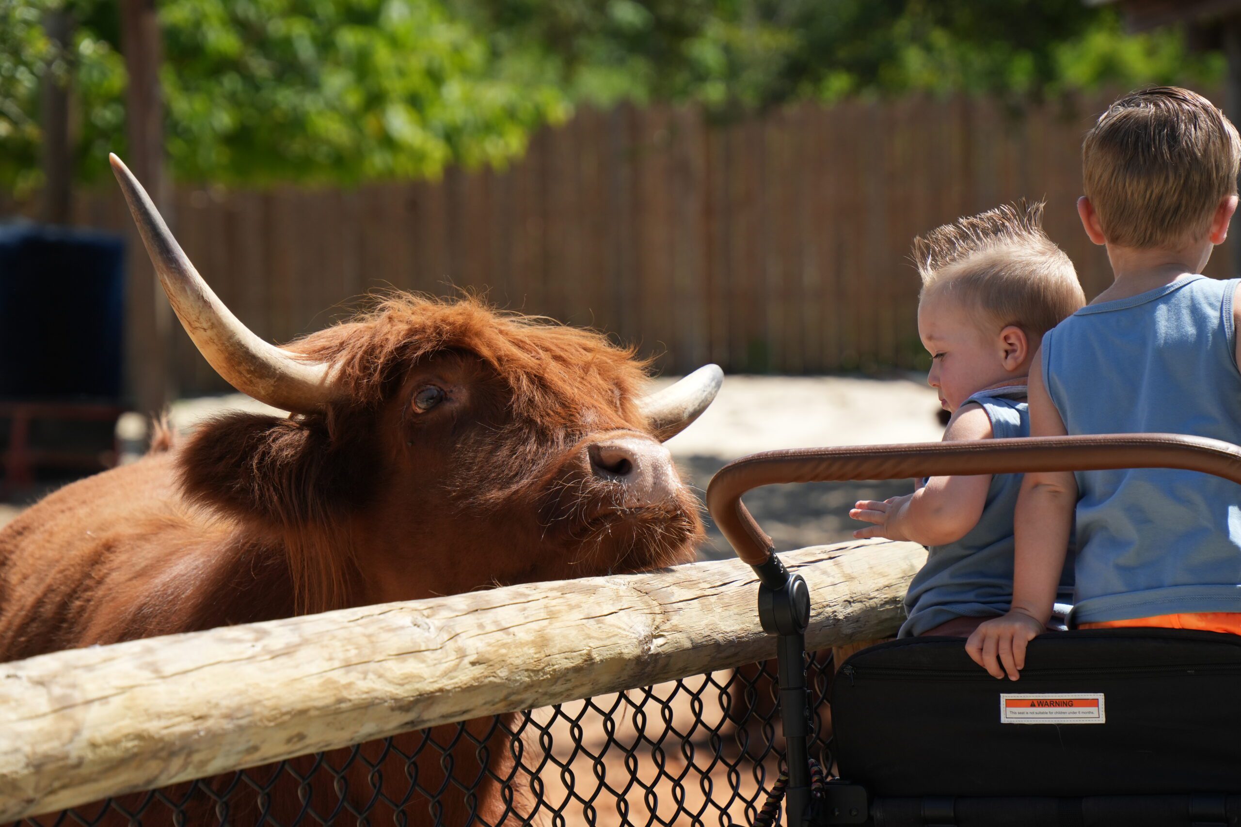 Cow at Gulf Breeze Zoo